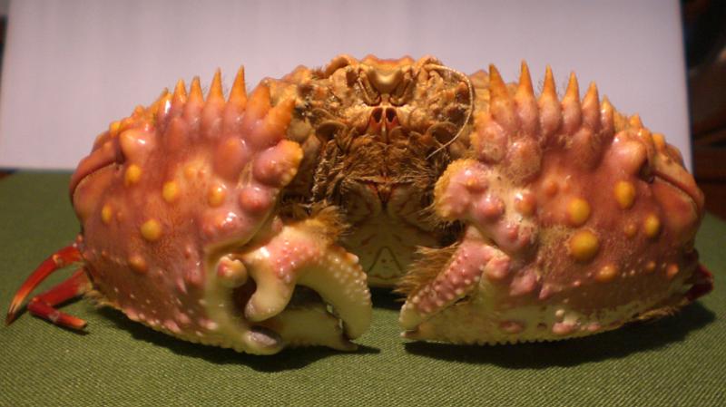 calappa bicornis T.F.C. chelipeds 1.bmp